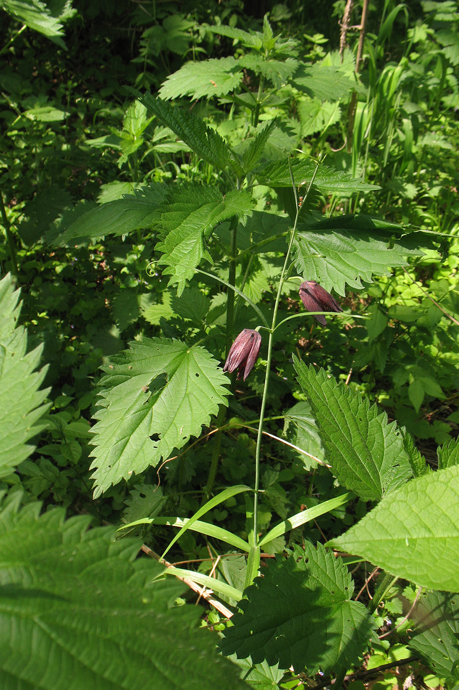 Изображение особи Fritillaria ruthenica.