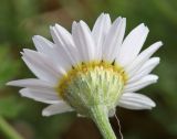 Anthemis ruthenica. Соцветие. Крым, Нижнегорский р-н, заказник \"Присивашский\", обочина дороги. 5 июня 2021 г.