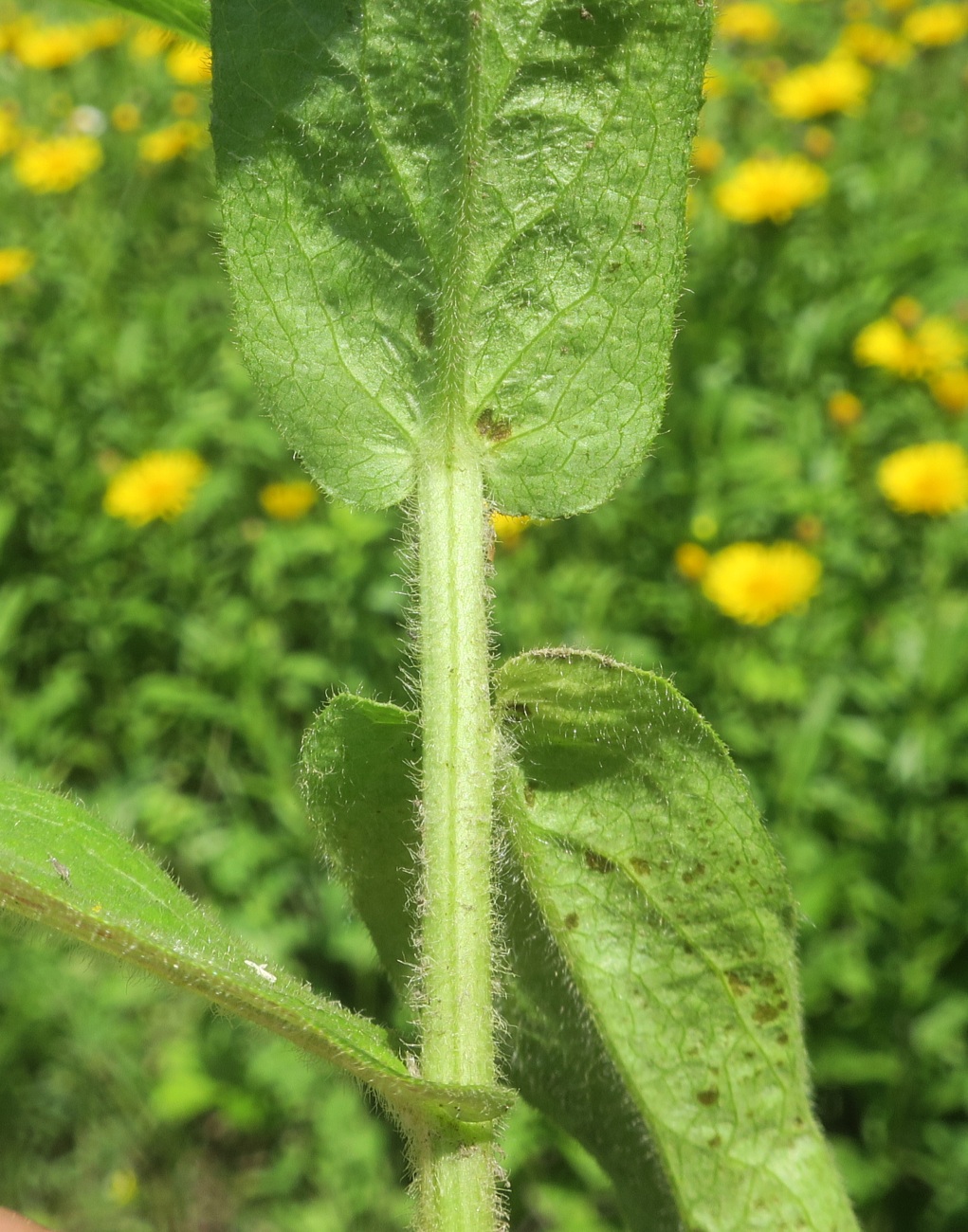 Image of Inula salicina specimen.