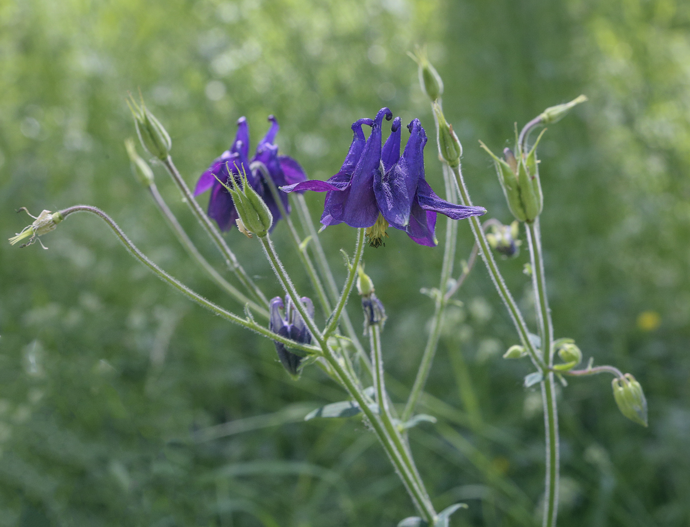 Изображение особи Aquilegia vulgaris.