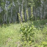 Image of taxon representative. Author is Игорь Павлов