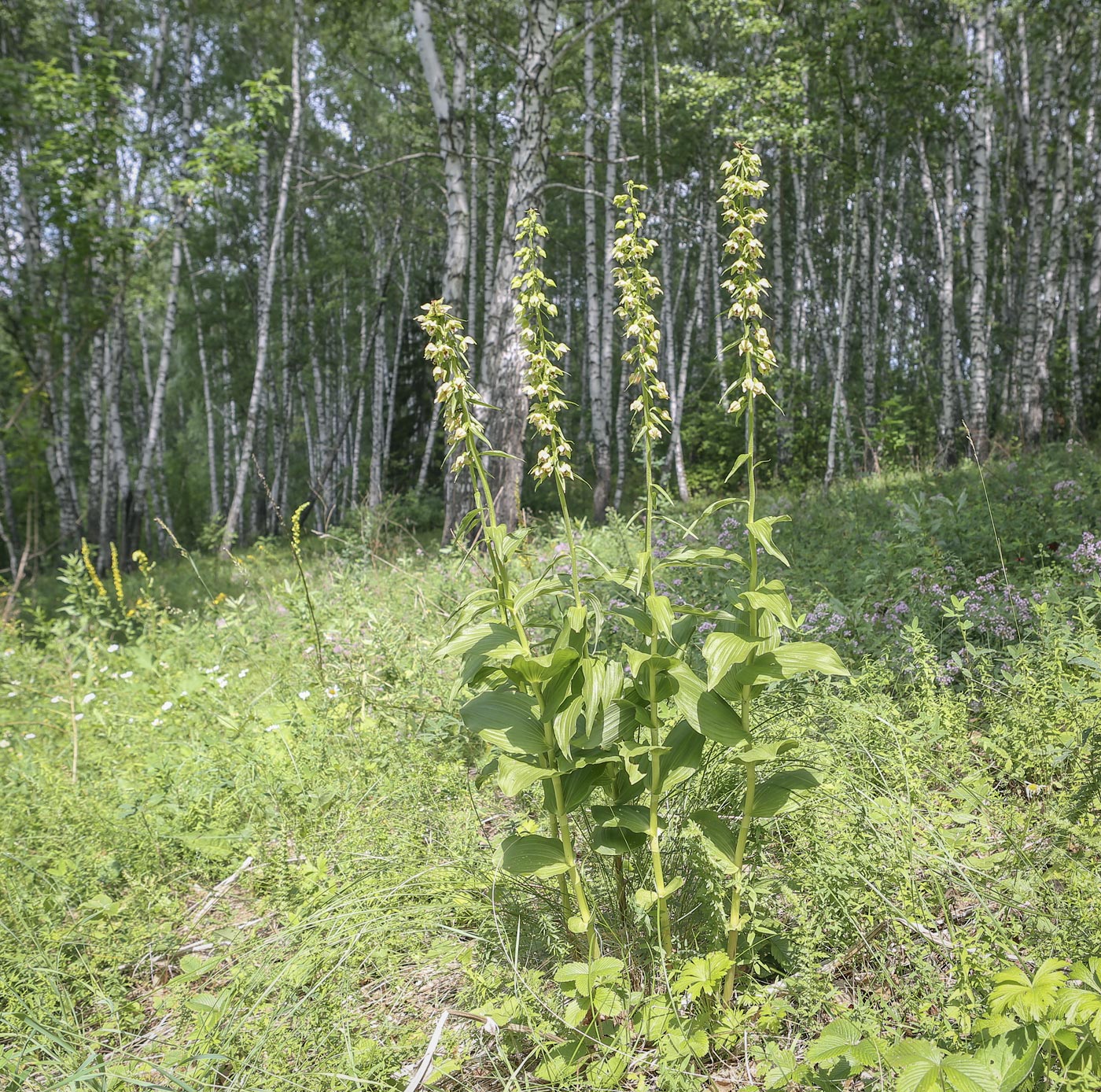 Изображение особи Epipactis helleborine.