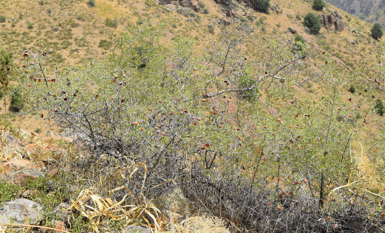 Изображение особи Amygdalus spinosissima.