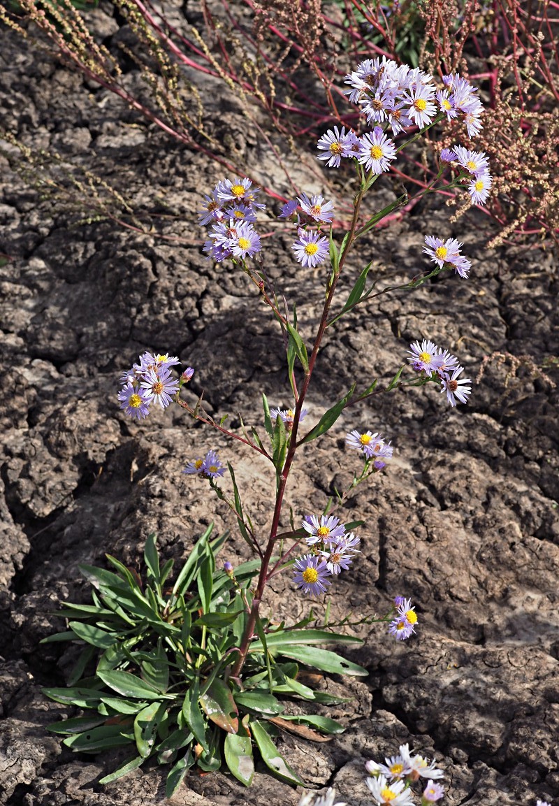 Image of Tripolium pannonicum specimen.