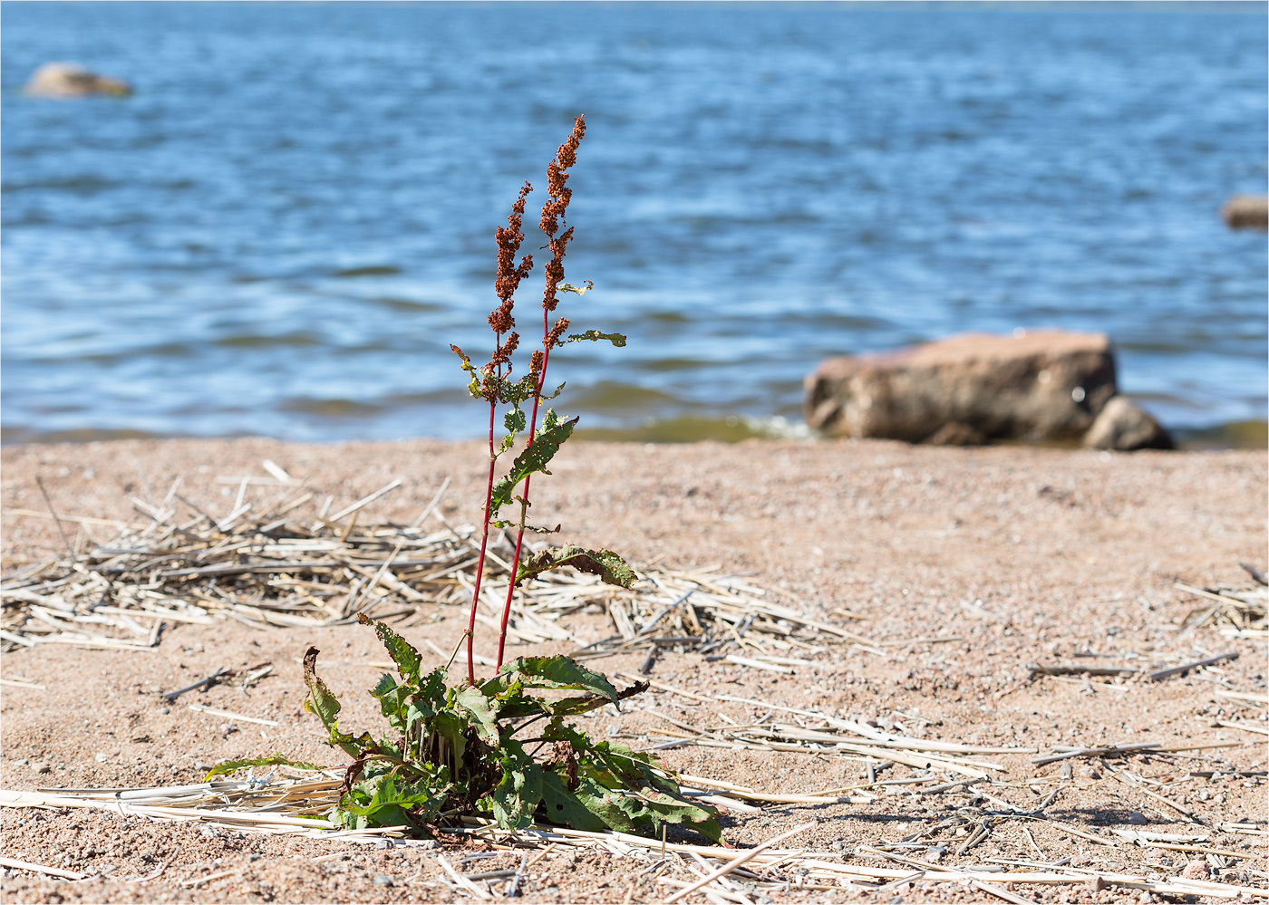 Image of Rumex hydrolapathum specimen.