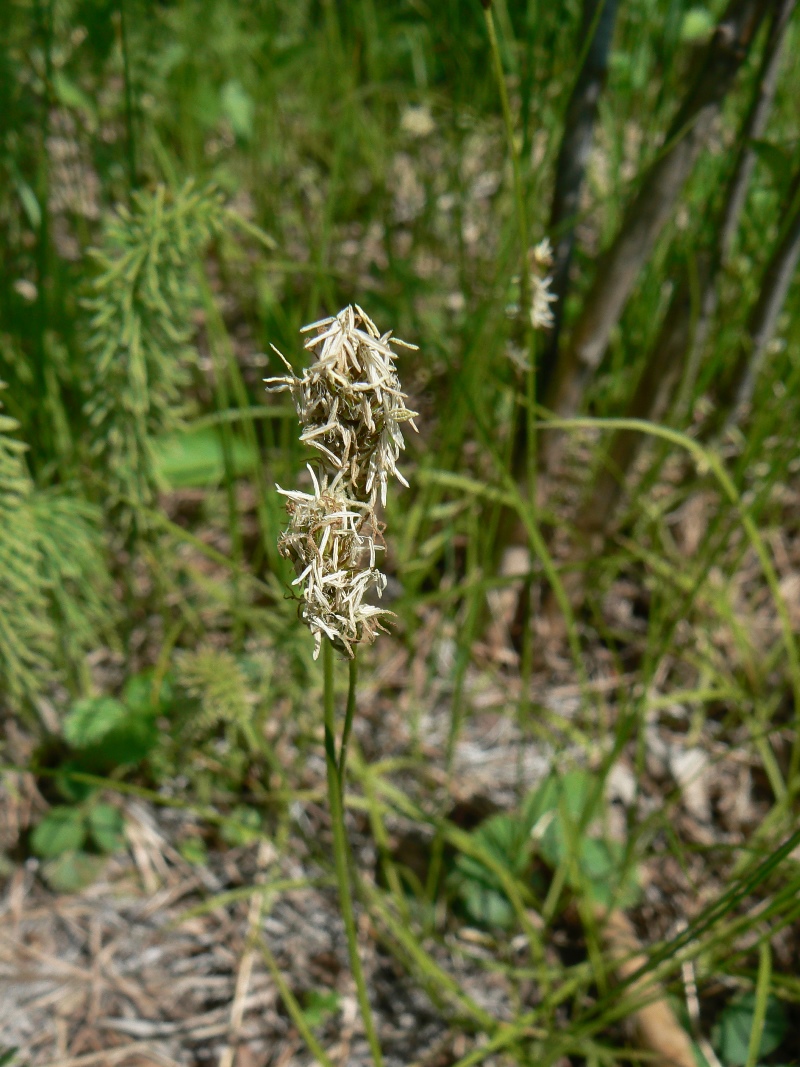 Image of genus Carex specimen.