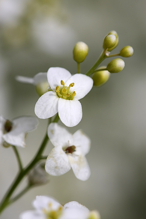 Изображение особи Crambe orientalis.