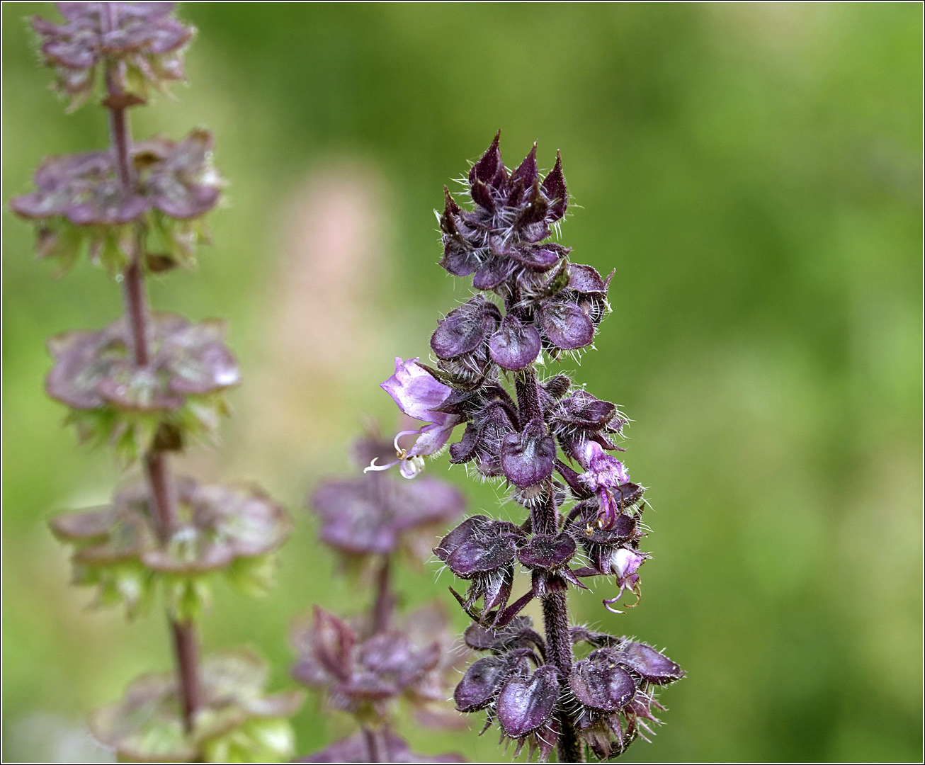 Изображение особи Ocimum basilicum.