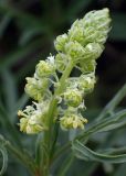 Reseda lutea