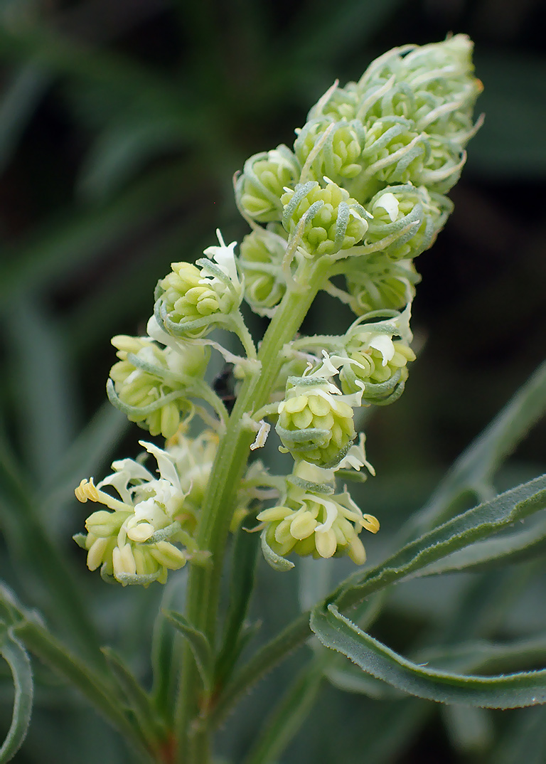 Image of Reseda lutea specimen.