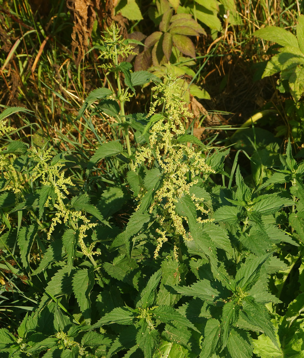 Image of Urtica dioica specimen.