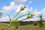 Cephalaria litvinovii