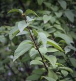 Syringa chinensis