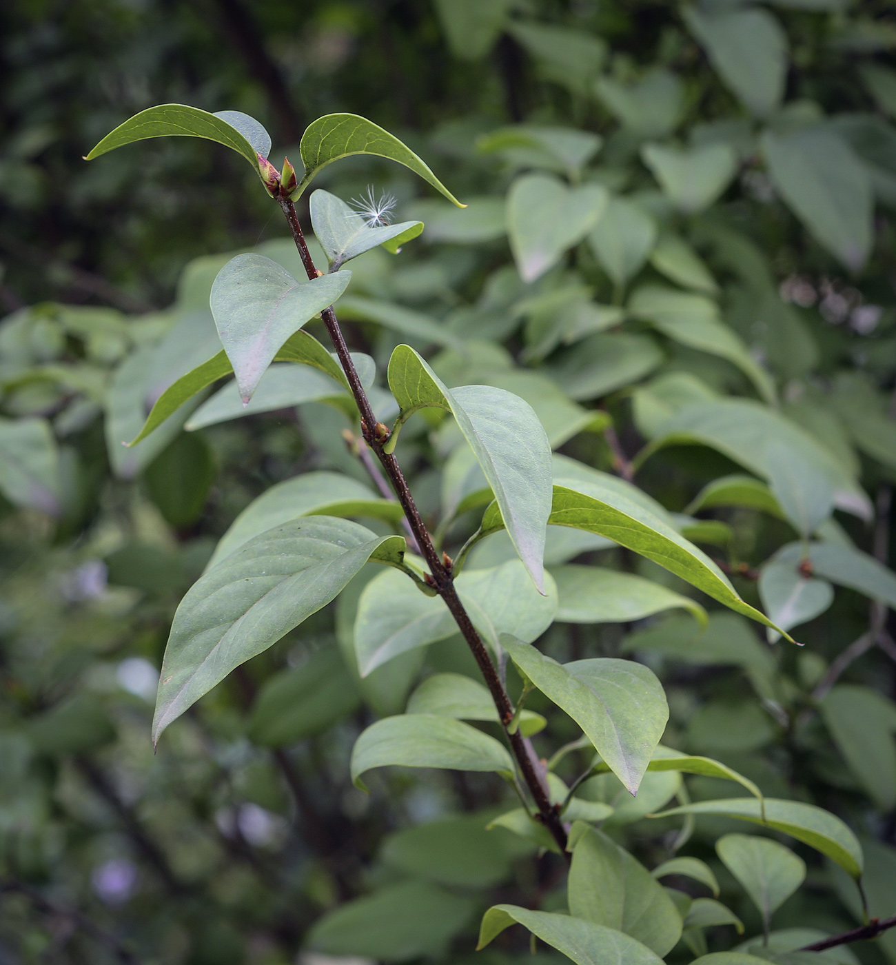 Изображение особи Syringa &times; chinensis.