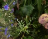 Nigella damascena