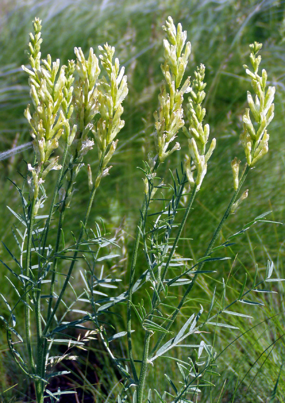 Image of Astragalus asper specimen.