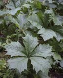 Rodgersia podophylla. Листья. Москва, Аптекарский огород, теневой сад, в культуре. 03.09.2021.