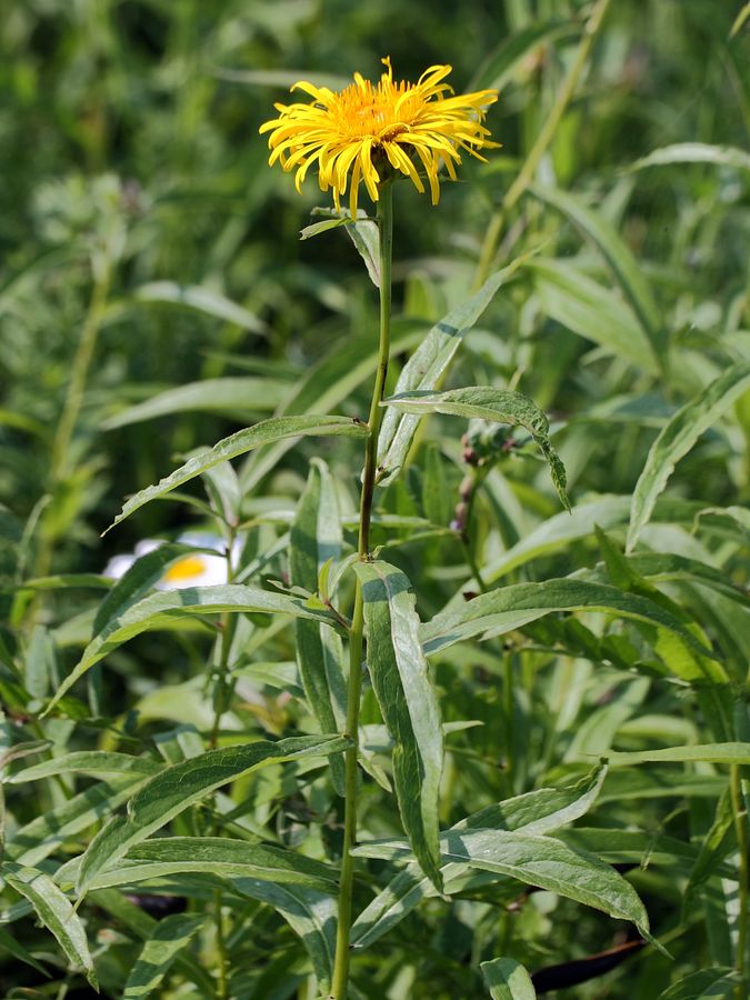 Image of Inula salicina specimen.