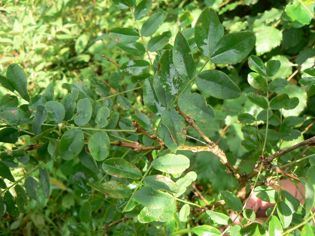 Image of Caragana arborescens specimen.