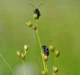 genus Juncus. Соплодие с сидящими жуками. Приморский край, Уссурийский гор. округ, окр. с. Монакино, широколиственное редколесье. 02.07.2021.