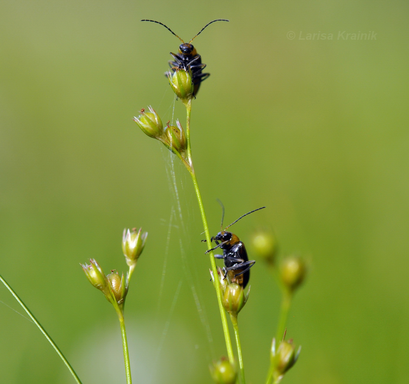 Image of genus Juncus specimen.