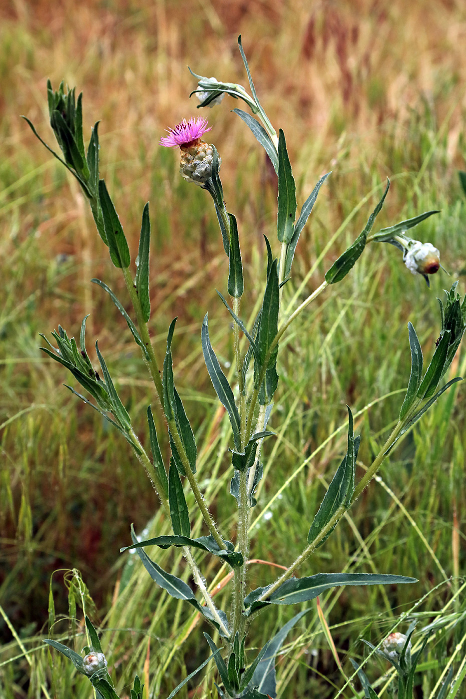 Image of Hyalea tadshicorum specimen.