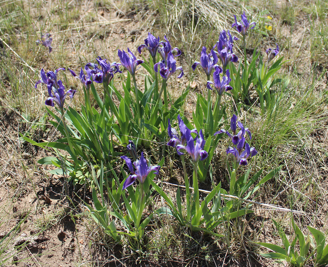 Image of Iris pumila specimen.