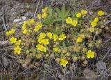 Potentilla humifusa