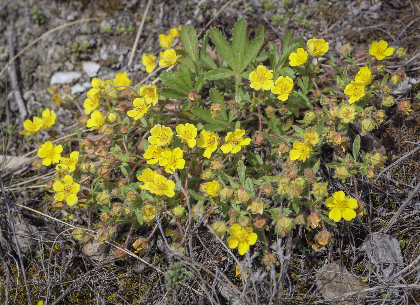Image of Potentilla humifusa specimen.