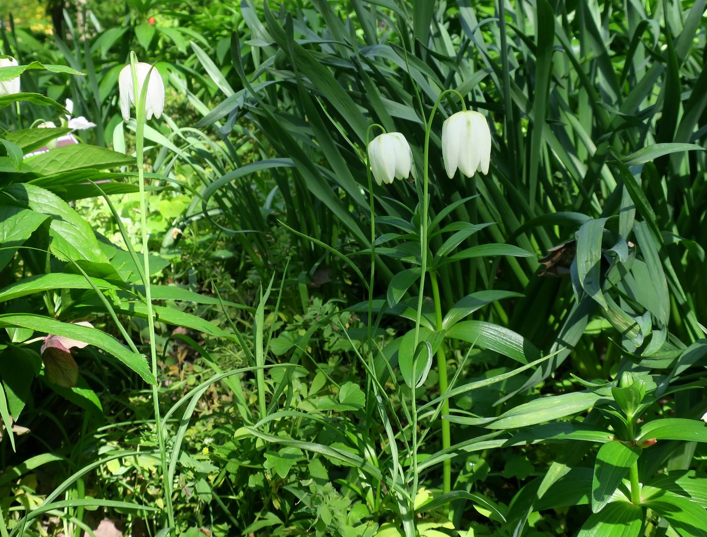 Image of Fritillaria meleagris specimen.