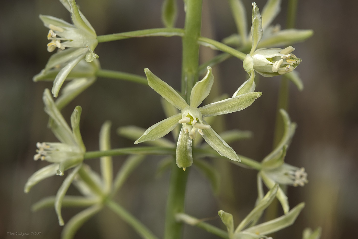Image of Ornithogalum pyrenaicum specimen.