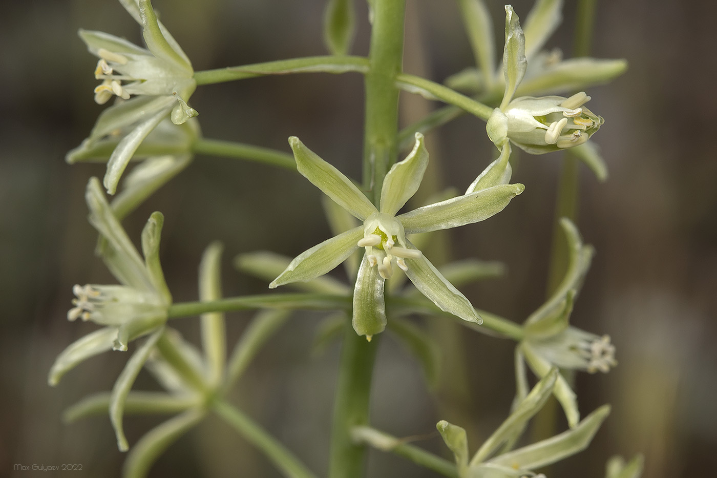 Изображение особи Ornithogalum pyrenaicum.