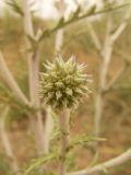 Echinops ruthenicus. Соцветие. Казахстан, Актюбинская обл., зимовка Таскора (по топооснове 200k - L40-05). 7 июля 2010 г.