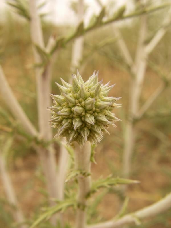Image of Echinops albotomentosus specimen.