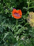 Papaver orientale