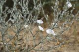 Convolvulus divaricatus