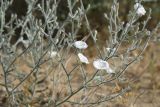 Convolvulus divaricatus. Ветви с цветками. Узбекистан, Бухарская обл., окр. Караулбазара, черно-саксауловое редколесье. 5 мая 2022 г.