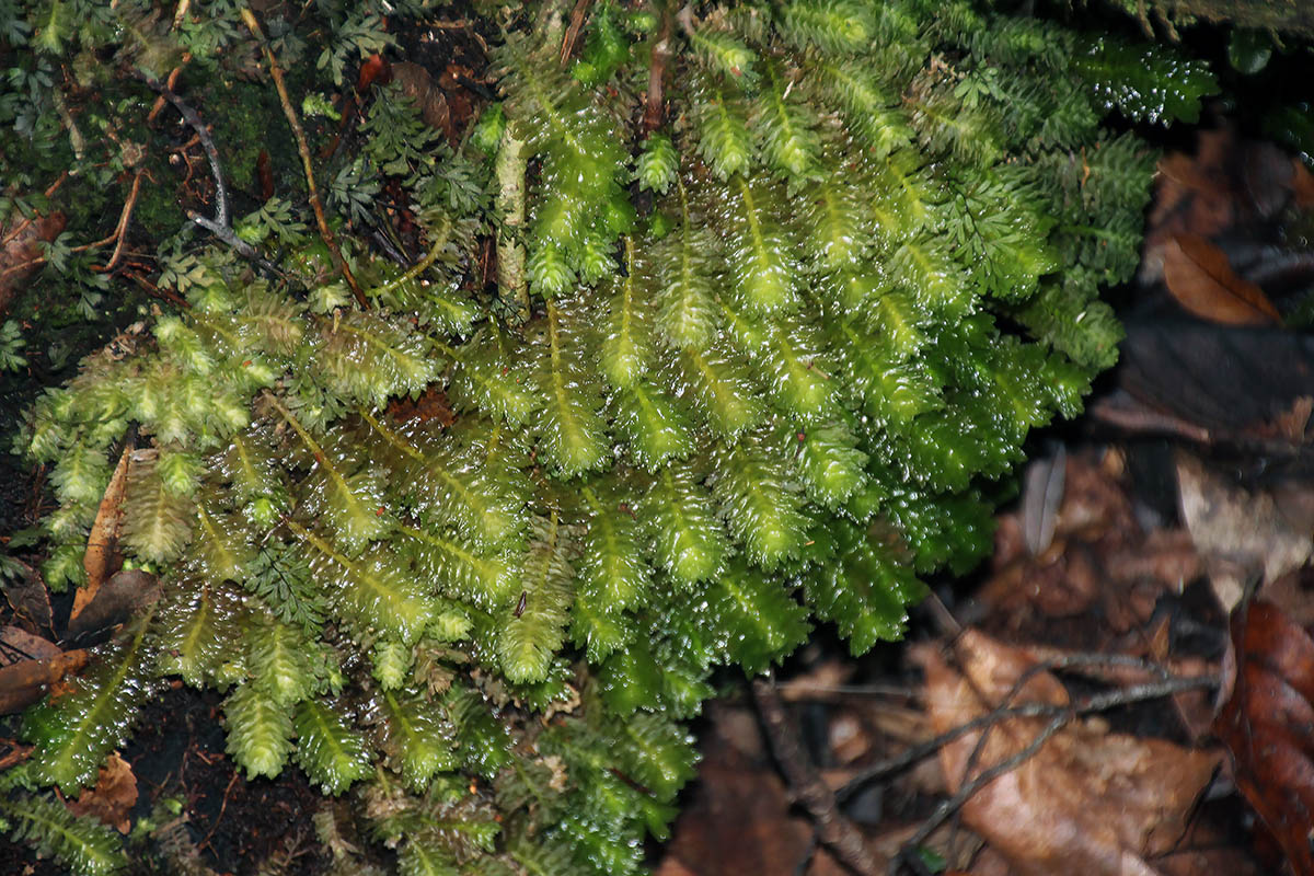 Image of Bazzania tridens specimen.