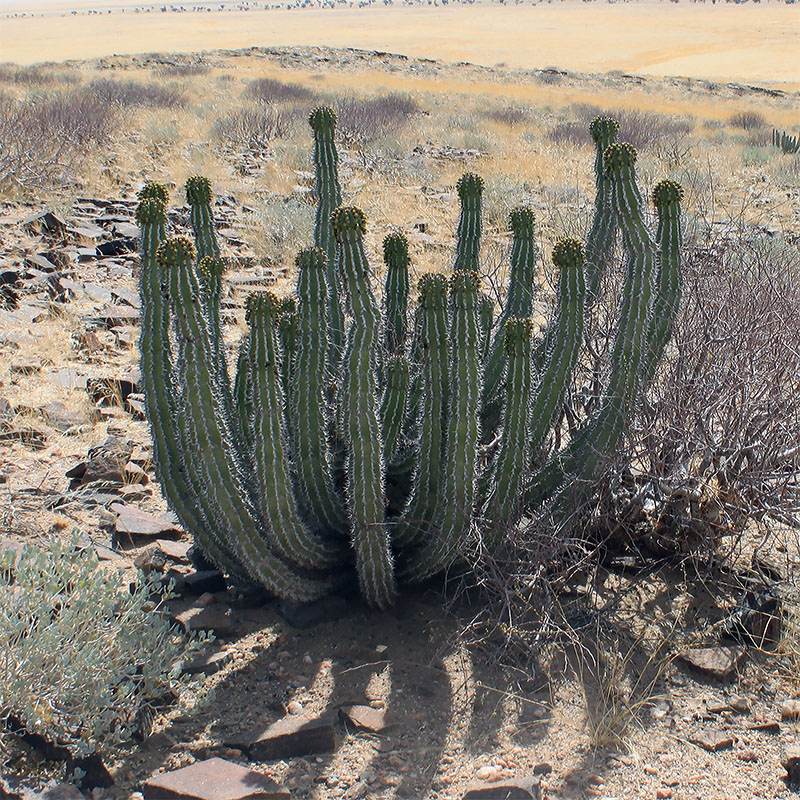 Изображение особи Euphorbia virosa.