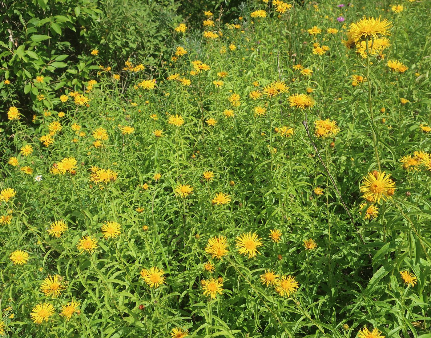 Изображение особи Inula salicina.