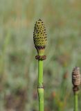 Equisetum ramosissimum