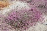 genus Polygonum