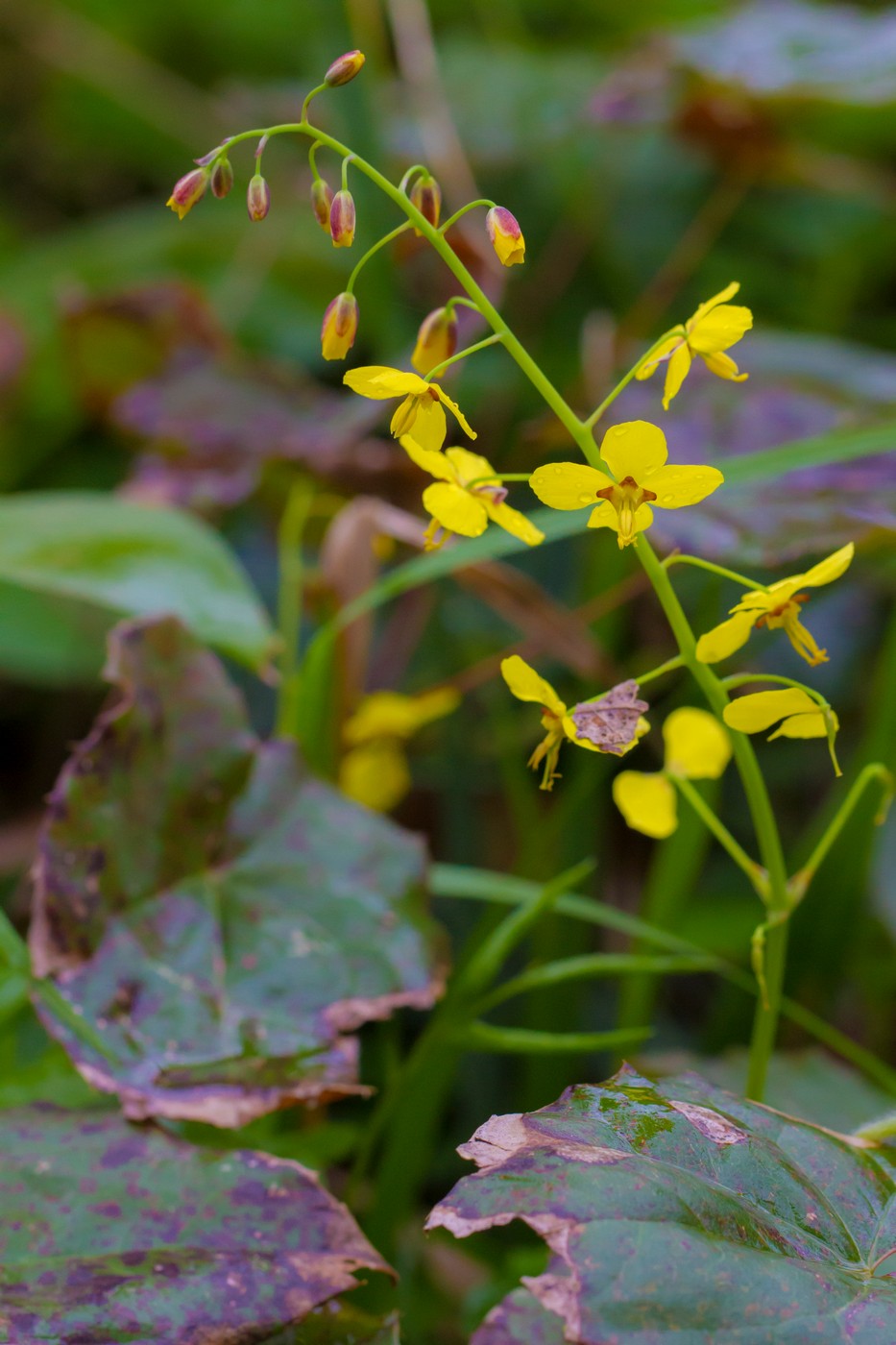 Изображение особи Epimedium colchicum.