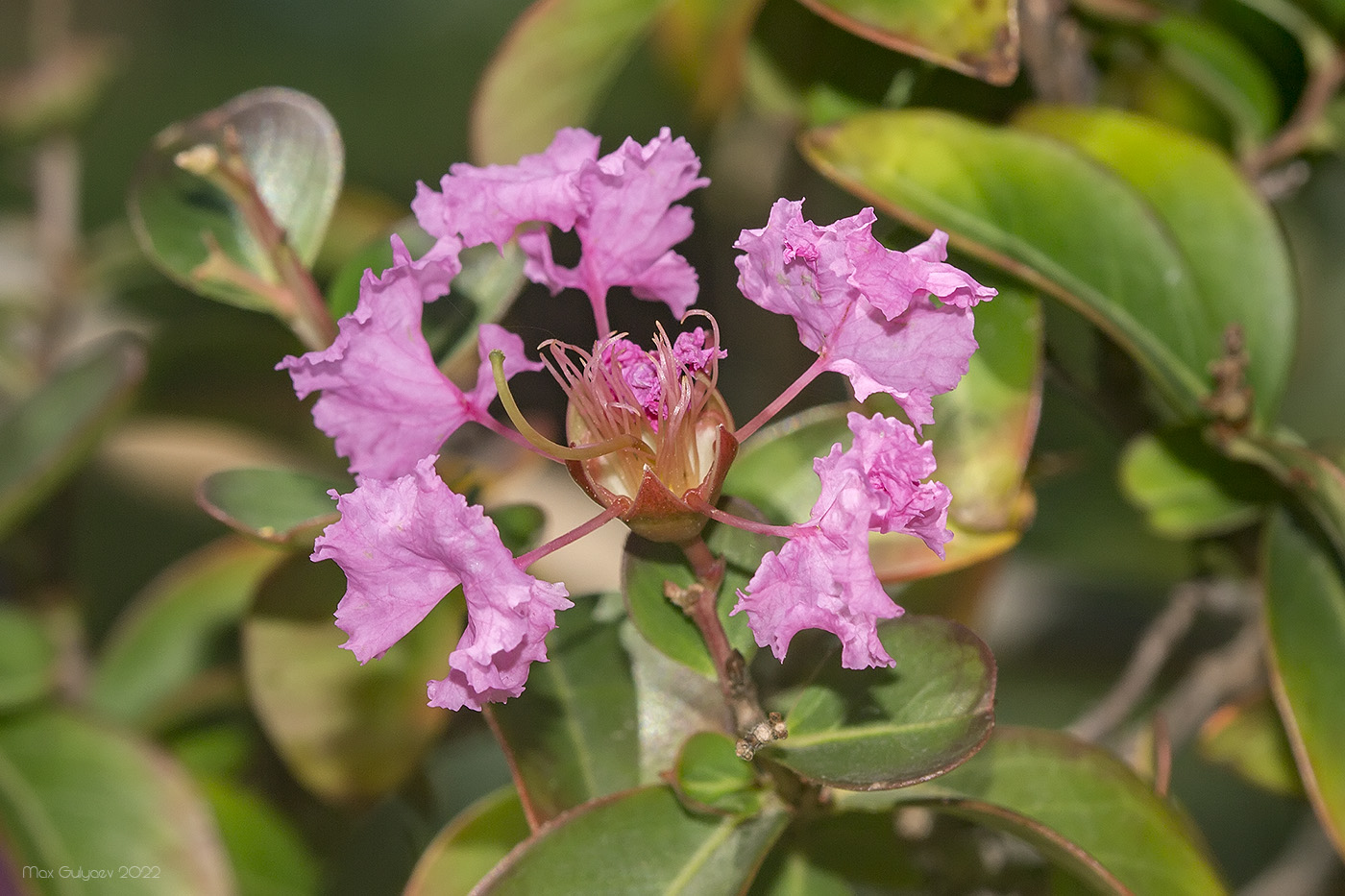 Изображение особи род Lagerstroemia.