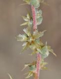 Salsola turkestanica