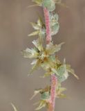 Salsola turkestanica. Часть веточки с плодами. Узбекистан, Ферганская обл., Язъяванский р-н, Язъяванские пески, частично закреплённые дюны. 17 сентября 2022 г.