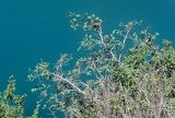 Lonicera altmannii. Вегетирующий кустарник. Киргизия, Джалал-Абадская обл., Западный Тянь-Шань, берег оз. Кара-Камыш, ≈ 1800 м н.у.м., каменистый обрывистый склон. 14.07.2022.