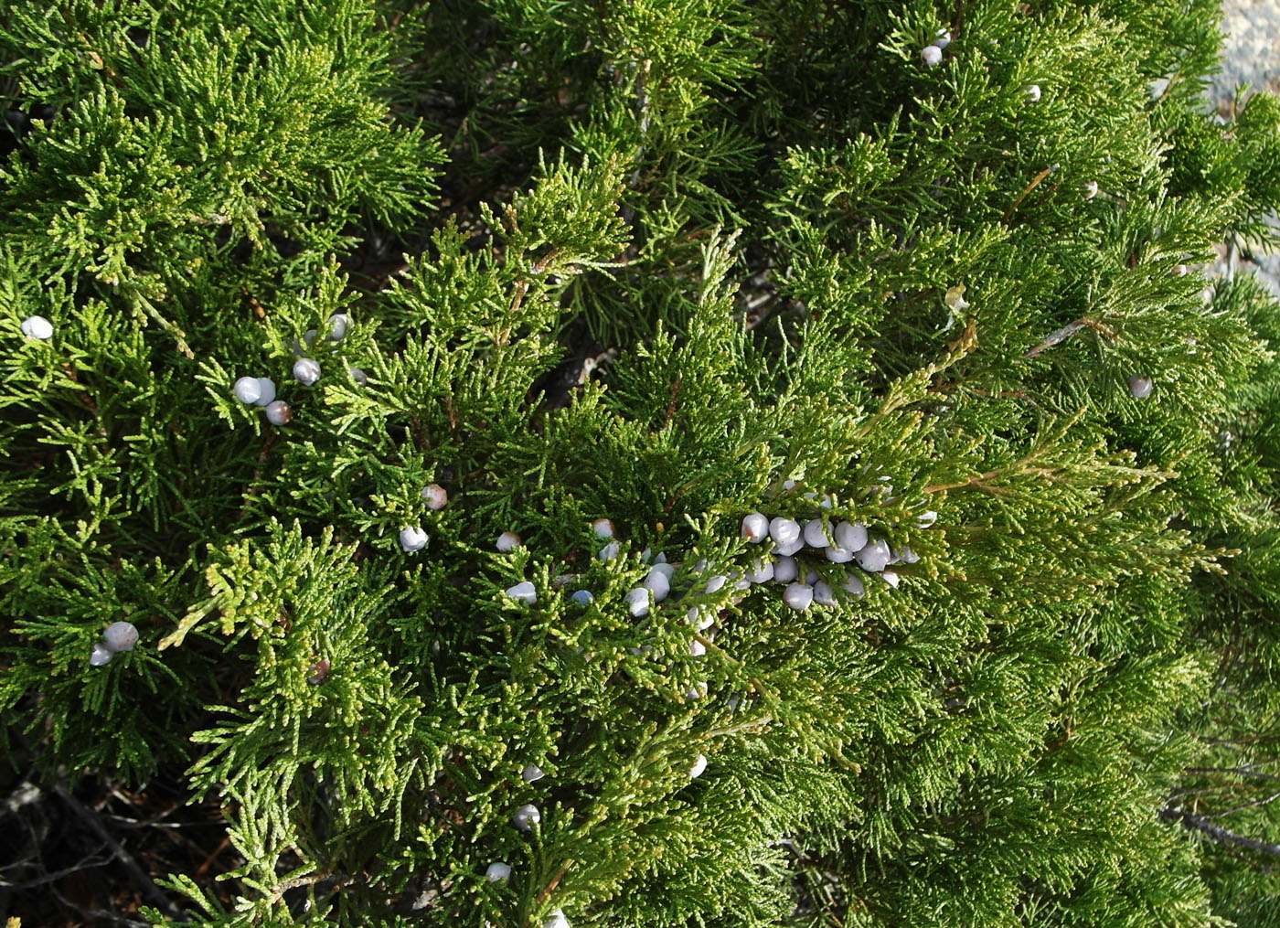 Image of Juniperus sabina specimen.