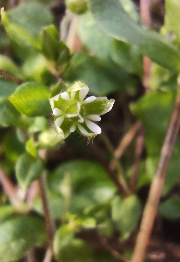 Image of Stellaria media specimen.