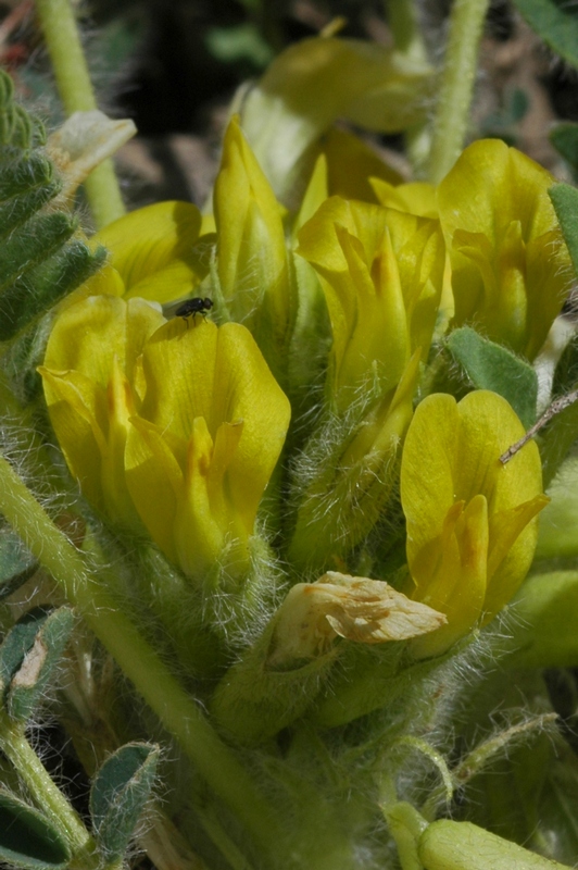 Изображение особи Astragalus lithophilus.